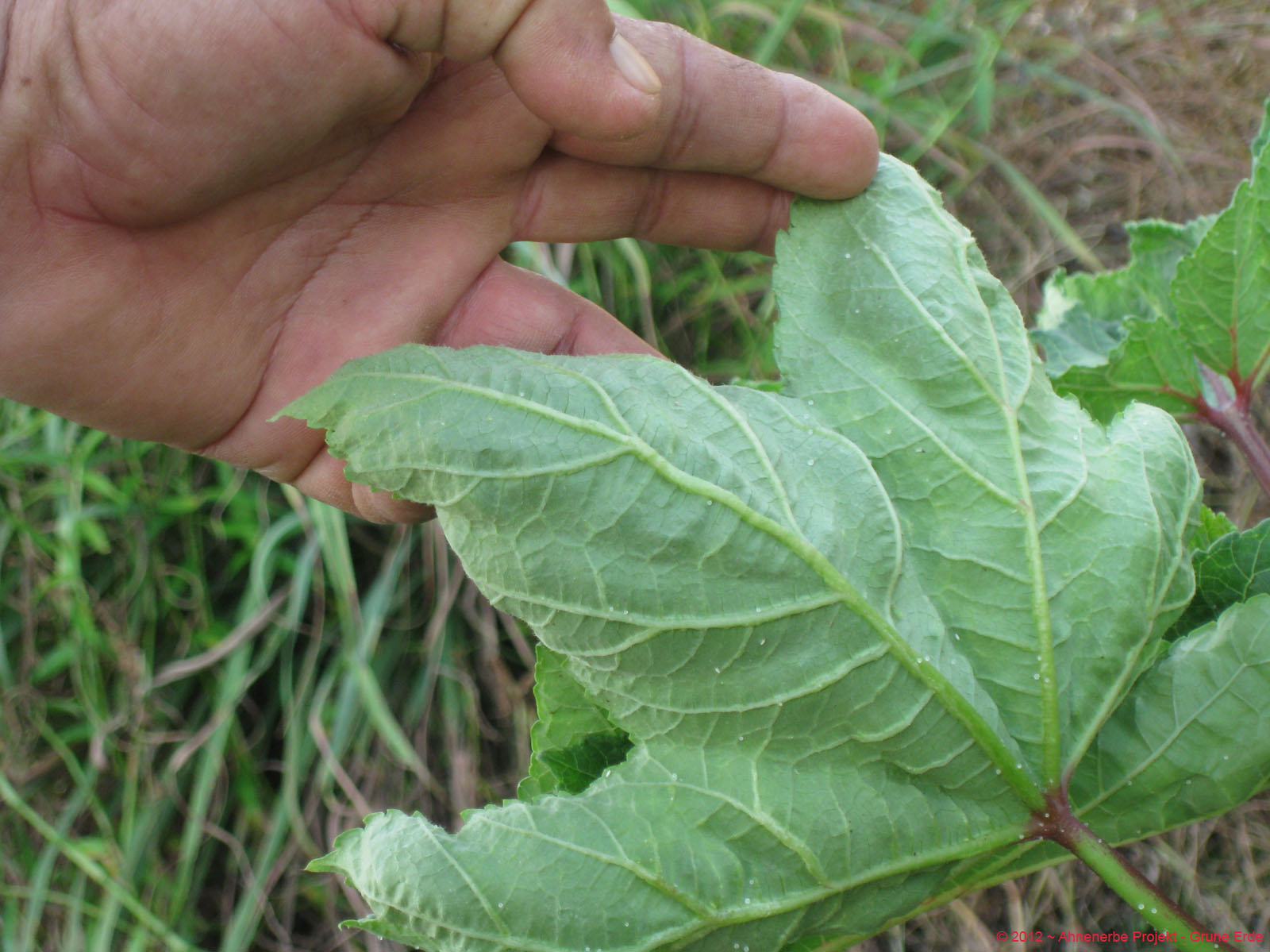 Lady Finger planting 30